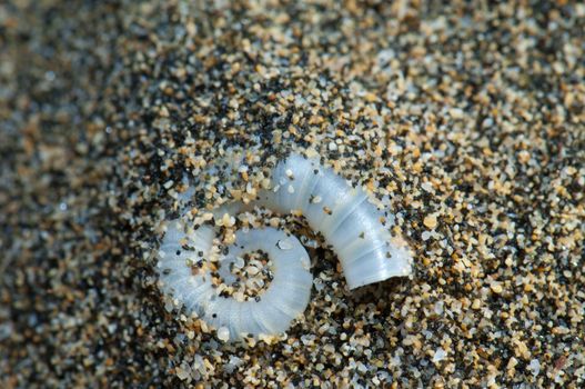 Internal shell of spirula (Spirula spirula). Cofete. Jandia. Fuerteventura. Canary Islands. Spain.