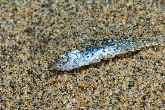 Dead Atlantic horse mackerel (Trachurus trachurus) wash up on shore. Cofete. Jandia Natural Park. Fuerteventura. Canary Islands. Spain.