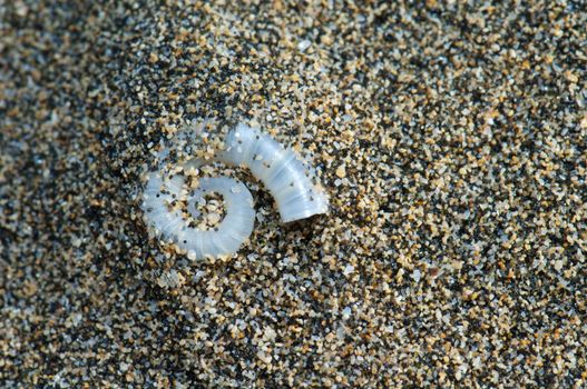 Internal shell of spirula (Spirula spirula). Cofete. Jandia. Fuerteventura. Canary Islands. Spain.