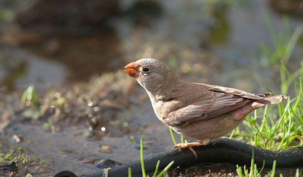 Trumpeter finch (Bucanetes githagineus amantum) drinking water. The Joros Houses. Jandia peninsula. Pajara. Fuerteventura. Canary Islands. Spain.