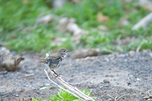 Canary Islands stonechat (Saxicola dacotiae). Female flapping its wings (just bathed). The Joros Houses. Jandia peninsula. Pajara. Fuerteventura. Canary Islands. Spain.