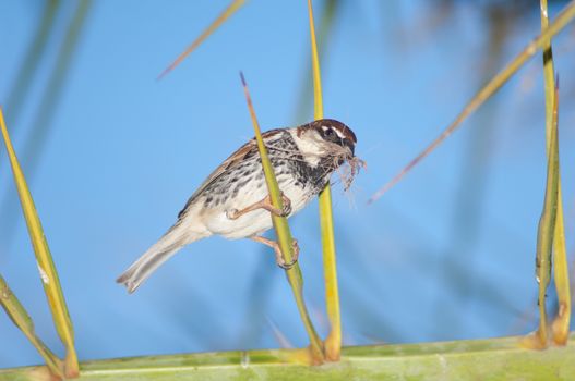 Spanish sparrow (Passer hispaniolensis). Male with nesting material. Tuineje. Fuerteventura. Canary Islands. Spain.