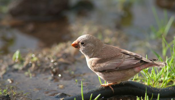 Trumpeter finch (Bucanetes githagineus amantum) drinking water. The Joros Houses. Jandia peninsula. Pajara. Fuerteventura. Canary Islands. Spain.