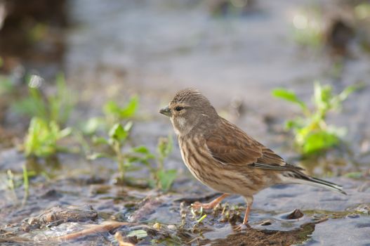 Linnet (Carduelis cannabina harterti). Female. The Joros Houses. Jandia peninsula. Pajara. Fuerteventura. Canary Islands. Spain.