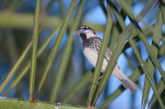 Spanish sparrow (Passer hispaniolensis). Male with nesting material. Tuineje. Fuerteventura. Canary Islands. Spain.