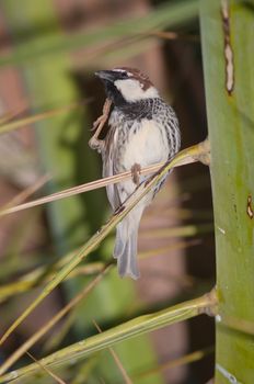 Spanish sparrow (Passer hispaniolensis). Male scratching. Tuineje. Fuerteventura. Canary Islands. Spain.