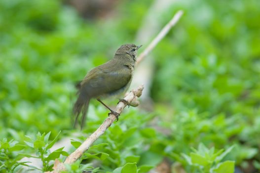 Canary Islands chiffchaff (Phylloscopus canariensis) flapping its wings (just bathed). The Joros Houses. Jandia peninsula. Pajara. Fuerteventura. Canary Islands. Spain.