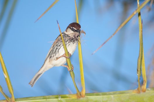 Spanish sparrow (Passer hispaniolensis). Male with nesting material. Tuineje. Fuerteventura. Canary Islands. Spain.