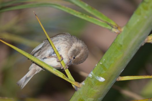 Spanish sparrow (Passer hispaniolensis). Female. Tuineje. Fuerteventura. Canary Islands. Spain.