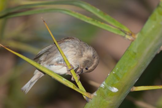 Spanish sparrow (Passer hispaniolensis). Female. Tuineje. Fuerteventura. Canary Islands. Spain.