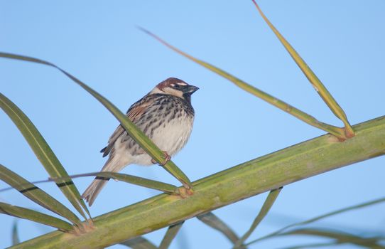 Spanish sparrow (Passer hispaniolensis). Male. Tuineje. Fuerteventura. Canary Islands. Spain.