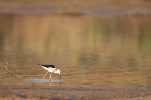 Black winged stilt (Himantopus himantopus) searching for food. Catalina Garcia lagoon. Tuineje. Fuerteventura. Canary Islands. Spain.