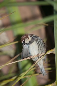 Spanish sparrow (Passer hispaniolensis). Male preening. Tuineje. Fuerteventura. Canary Islands. Spain.