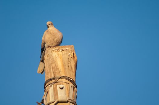 Eurasian collared dove (Streptopelia decaocto). Tuineje. Fuerteventura. Canary Islands. Spain.