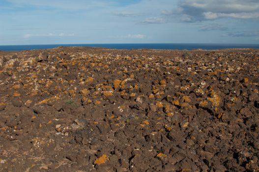 Lava field covered by lichens. La Oliva. Fuerteventura. Canary Islands. Spain.