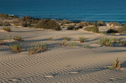 Corralejo dunes. La Oliva. Fuerteventura. Canary Islands. Spain.