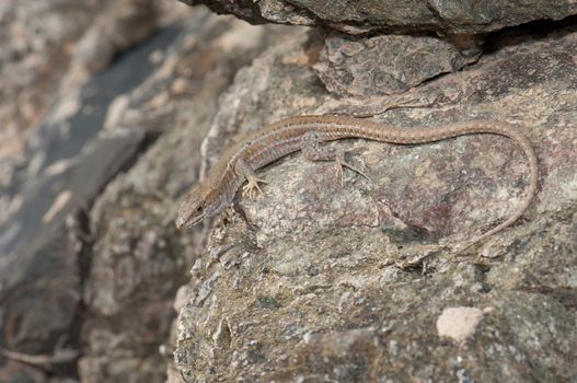 Atlantic lizard (Gallotia atlantica mahoratae). Female. Esquinzo ravine. La Oliva. Fuerteventura. Canary Islands. Spain.