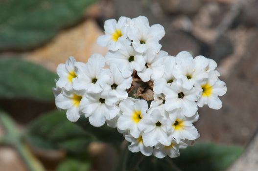 Flowers. Esquinzo ravine. La Oliva. Fuerteventura. Canary Islands. Spain.