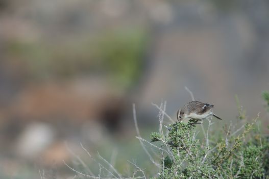 Canary Islands stonechat (Saxicola dacotiae). Female searching for food. Esquinzo ravine. La Oliva. Fuerteventura. Canary Islands. Spain.