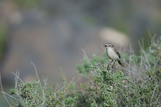 Canary Islands stonechat (Saxicola dacotiae). Female. Esquinzo ravine. La Oliva. Fuerteventura. Canary Islands. Spain.