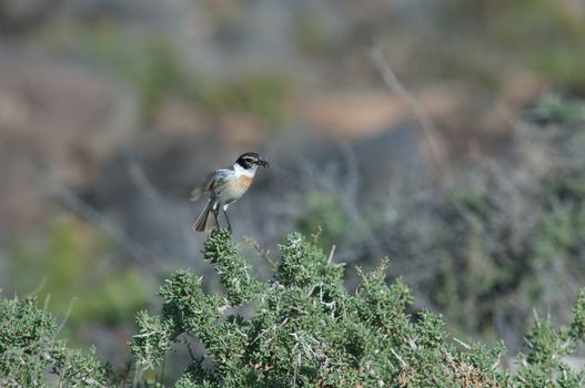 Canary Islands stonechat (Saxicola dacotiae). Male with food for its chicks taking flight. Esquinzo ravine. La Oliva. Fuerteventura. Canary Islands. Spain.