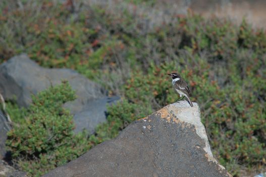 Canary Islands stonechat (Saxicola dacotiae). Male. Esquinzo ravine. La Oliva. Fuerteventura. Canary Islands. Spain.