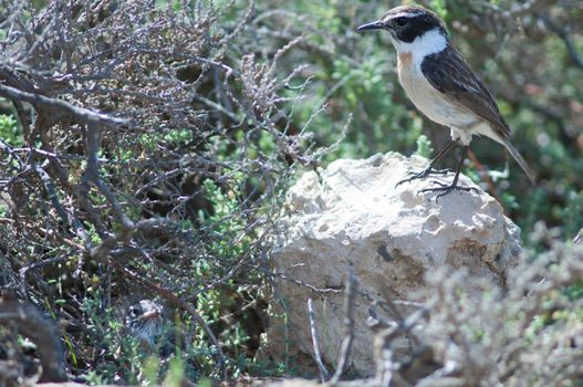 Canary Islands stonechats (Saxicola dacotiae). Male and its chick. Esquinzo ravine. La Oliva. Fuerteventura. Canary Islands. Spain.