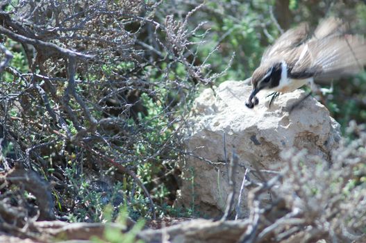 Canary Islands stonechats (Saxicola dacotiae). Male with food to its hidden chick. Esquinzo ravine. La Oliva. Fuerteventura. Canary Islands. Spain.