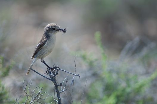 Canary Islands stonechat (Saxicola dacotiae). Female with food for its chicks. Esquinzo ravine. La Oliva. Fuerteventura. Canary Islands. Spain.