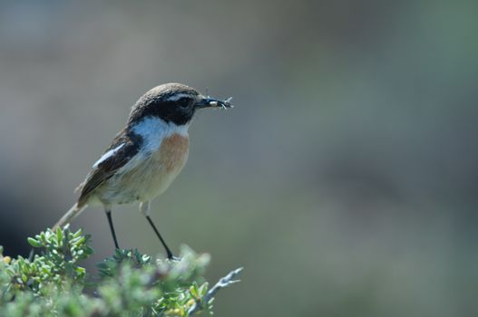 Canary Islands stonechat (Saxicola dacotiae). Male with food for its chicks. Esquinzo ravine. La Oliva. Fuerteventura. Canary Islands. Spain.