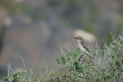 Canary Islands stonechat (Saxicola dacotiae). Female with food for its chicks. Esquinzo ravine. La Oliva. Fuerteventura. Canary Islands. Spain.