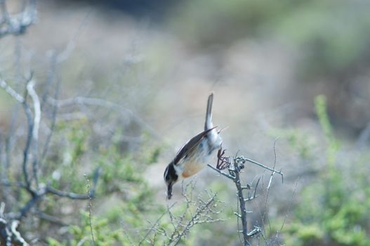 Canary Islands stonechat (Saxicola dacotiae). Male with food for its chicks. Esquinzo ravine. La Oliva. Fuerteventura. Canary Islands. Spain.