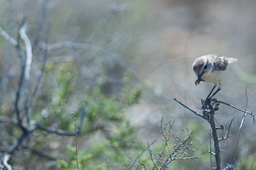 Canary Islands stonechat (Saxicola dacotiae). Female with food for its chicks. Esquinzo ravine. La Oliva. Fuerteventura. Canary Islands. Spain.