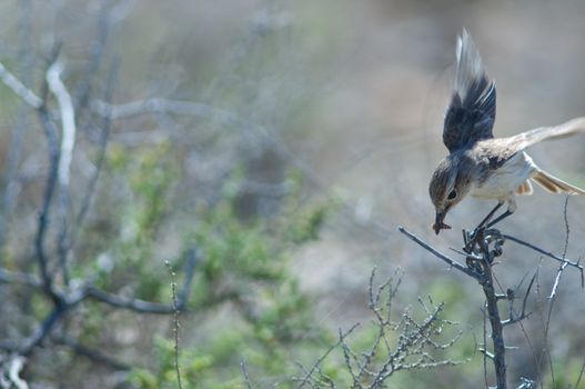 Canary Islands stonechat (Saxicola dacotiae). Female with food for its chicks. Esquinzo ravine. La Oliva. Fuerteventura. Canary Islands. Spain.