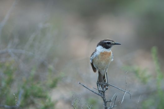 Canary Islands stonechat (Saxicola dacotiae). Male. Esquinzo ravine. La Oliva. Fuerteventura. Canary Islands. Spain.