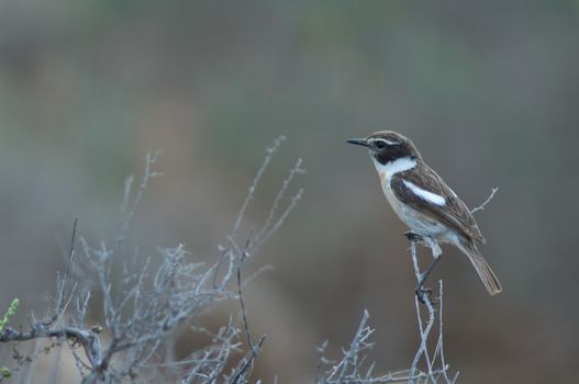 Canary Islands stonechat (Saxicola dacotiae). Male. Esquinzo ravine. La Oliva. Fuerteventura. Canary Islands. Spain.