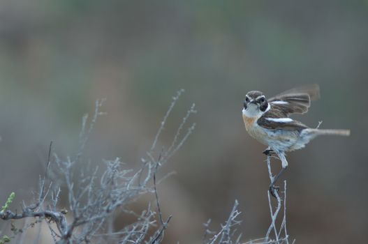 Canary Islands stonechat (Saxicola dacotiae). Male. Esquinzo ravine. La Oliva. Fuerteventura. Canary Islands. Spain.