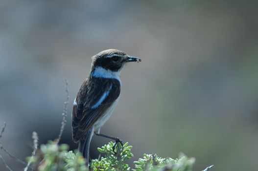 Canary Islands stonechat (Saxicola dacotiae). Male with food for its chicks. Esquinzo ravine. La Oliva. Fuerteventura. Canary Islands. Spain.