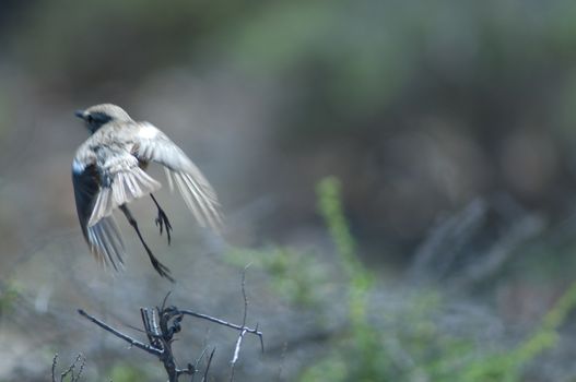 Canary Islands stonechat (Saxicola dacotiae). Female taking flight. Esquinzo ravine. La Oliva. Fuerteventura. Canary Islands. Spain.