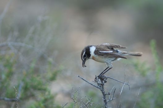 Canary Islands stonechat (Saxicola dacotiae). Male with food for its chicks. Esquinzo ravine. La Oliva. Fuerteventura. Canary Islands. Spain.