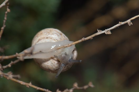 White garden snail (Theba pisana). Tindaya. La Oliva. Fuerteventura. Canary Islands. Spain.