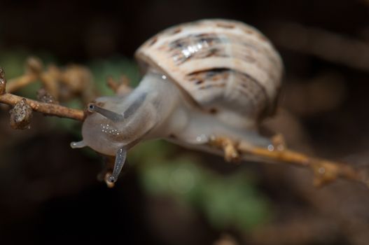 White garden snail (Theba pisana). Tindaya. La Oliva. Fuerteventura. Canary Islands. Spain.