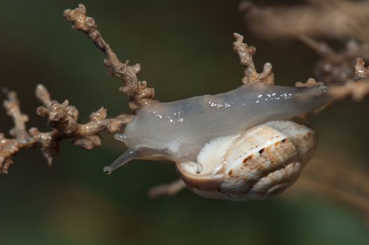 White garden snail (Theba pisana). Tindaya. La Oliva. Fuerteventura. Canary Islands. Spain.