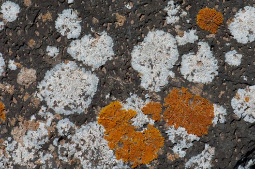 Lichens. Majanicho. La Oliva.  Fuerteventura. Canary Islands. Spain.