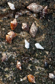 Sea snails. Majanicho. La Oliva. Fuerteventura. Canary Islands. Spain.