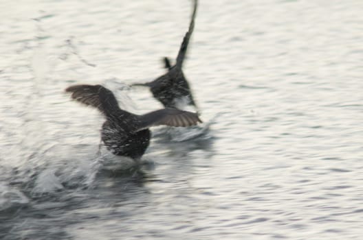 Eurasian coot (Fulica atra) chasing to another one. El Fraile lagoon. Arona. Tenerife. Canary Islands. Spain.