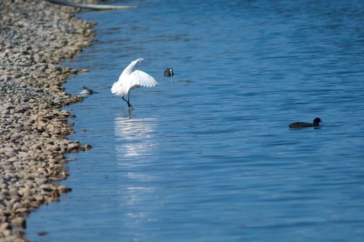 Little egret (Egretta garzetta) fishing (left) and Eurasian coot (Fulica atra) (right). El Fraile lagoon. Arona. Tenerife. Canary Islands. Spain.