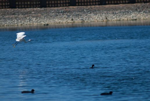 Little egret (Egretta garzetta) in flight. El Fraile lagoon. Arona. Tenerife. Canary Islands. Spain.