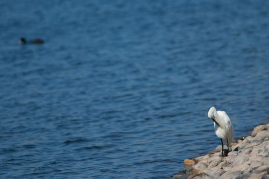 Little egret (Egretta garzetta) preening. El Fraile lagoon. Arona. Tenerife. Canary Islands. Spain.