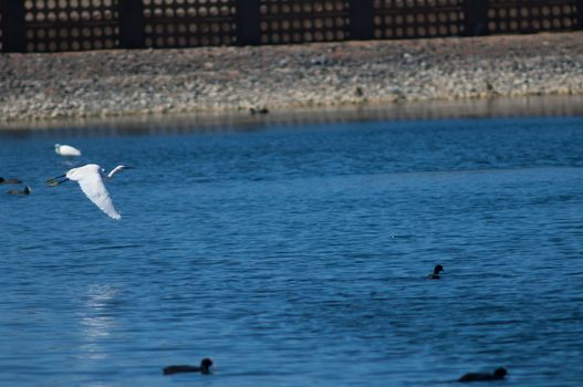 Little egret (Egretta garzetta) in flight. El Fraile lagoon. Arona. Tenerife. Canary Islands. Spain.